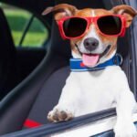 Como Transportar Cachorro em Carros? - 2024. Um cachorro de óculos escuros na janela de um carro